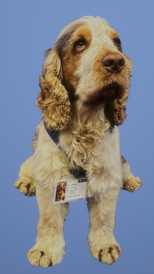 Bertie our school dog